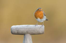 Attēlu rezultāti vaicājumam “Erithacus rubecula adult”