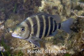 Image result for Archosargus probatocephalus