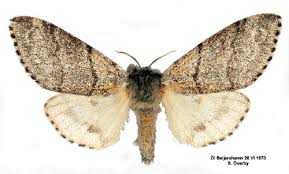 Attēlu rezultāti vaicājumam “Calliteara pudibunda”