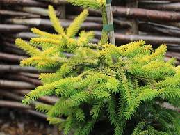 Attēlu rezultāti vaicājumam “Picea orientalis”