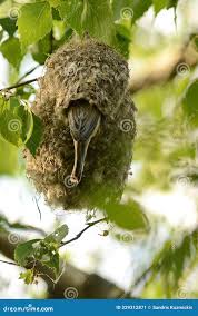 Attēlu rezultāti vaicājumam “Remiz pendulinus nest”