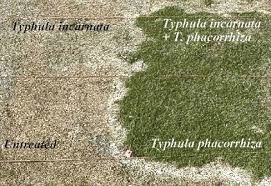 Attēlu rezultāti vaicājumam “Typhula erythropus”