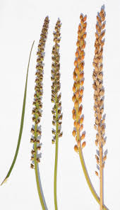 Attēlu rezultāti vaicājumam “Juncaginaceae”