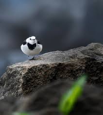 Attēlu rezultāti vaicājumam “Motacilla alba”