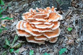 Attēlu rezultāti vaicājumam “Cordyceps polyarthra”