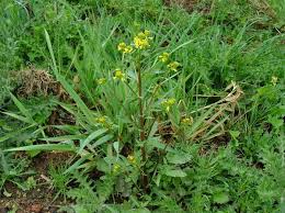 Attēlu rezultāti vaicājumam “Barbarea vulgaris subsp. arcuata fruit”