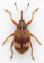 Attēlu rezultāti vaicājumam “Anthonomus pomorum”