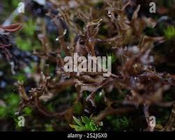 Attēlu rezultāti vaicājumam “Cetraria ericetorum”