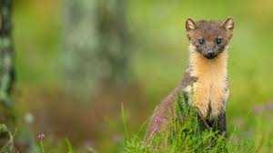 Attēlu rezultāti vaicājumam “Martes martes”