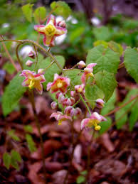 Attēlu rezultāti vaicājumam “Epimedium alpinum”