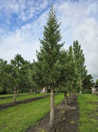 Image result for Mammutbaum