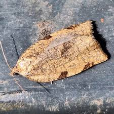 Attēlu rezultāti vaicājumam “Lozotaenia forsterana”