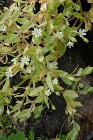 Attēlu rezultāti vaicājumam “Stellaria alsine”