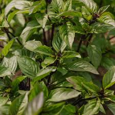 Image result for Basilikum