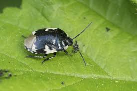 Attēlu rezultāti vaicājumam “Cydnidae”