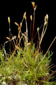 Attēlu rezultāti vaicājumam “Distichium capillaceum”