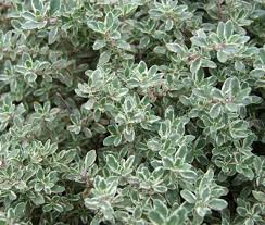 Image result for Thymus vulgaris