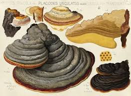 Attēlu rezultāti vaicājumam “Fomitopsis pinicola”