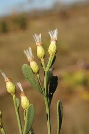 Attēlu rezultāti vaicājumam “Lycogala persicum sessile”