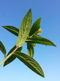 Attēlu rezultāti vaicājumam “Inula salicina leaf”