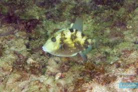 Image result for Balistes capriscus