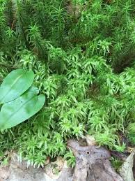 Attēlu rezultāti vaicājumam “Sphagnum palustre sporophyte”