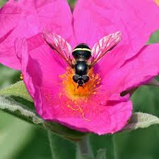 Attēlu rezultāti vaicājumam “Dasysyrphus tricinctus”