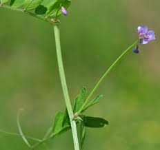 Attēlu rezultāti vaicājumam “Vicia lathyroides leaf”