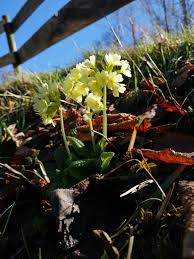 Image result for Schlüsselblumen