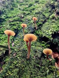 Attēlu rezultāti vaicājumam “Lichenomphalia umbellifera”