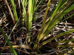 Attēlu rezultāti vaicājumam “Carex viridula fruit”