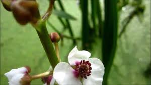 Attēlu rezultāti vaicājumam “Sagittaria sagittifolia flower”