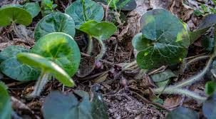 Attēlu rezultāti vaicājumam “Asarum europaeum flower”