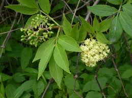 Attēlu rezultāti vaicājumam “Sambucus racemosa leaf”