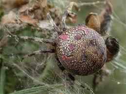 Attēlu rezultāti vaicājumam “Araneus marmoreus”