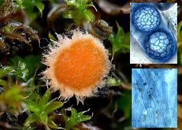 Attēlu rezultāti vaicājumam “Lamprospora tortulae-ruralis”