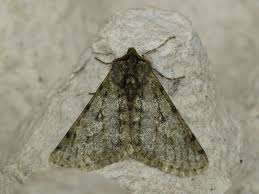 Attēlu rezultāti vaicājumam “Phigalia pilosaria”