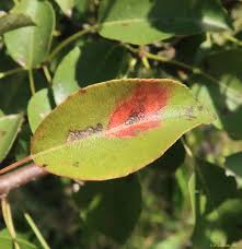 Attēlu rezultāti vaicājumam “Gymnosporangium sabinae”