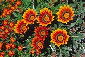 Image result for Gazanien