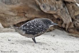 Image result for Onychoprion fuscatus