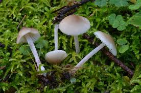 Attēlu rezultāti vaicājumam “Mycena zephirus”