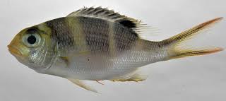 Image result for Monotaxis grandoculis