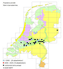 Attēlu rezultāti vaicājumam “Fissidens arnoldii”
