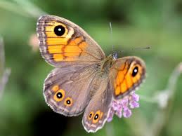 Attēlu rezultāti vaicājumam “Lasiommata maera upperside”