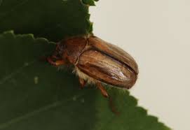 Attēlu rezultāti vaicājumam “Amphimallon solstitiale imago”