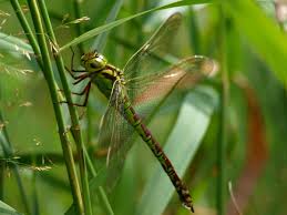 Attēlu rezultāti vaicājumam “Aeshna viridis”