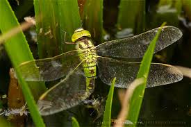 Attēlu rezultāti vaicājumam “Aeshna viridis”