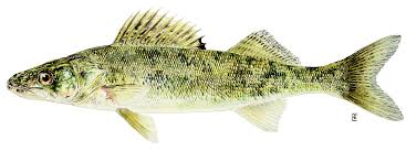 Image result for Sander vitreus