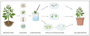 Attēlu rezultāti vaicājumam “Tragopogon heterospermus leaf”