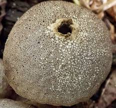 Attēlu rezultāti vaicājumam “Lycoperdon pyriforme sessile”